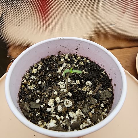 Spliffy Kong growlog timeline photo