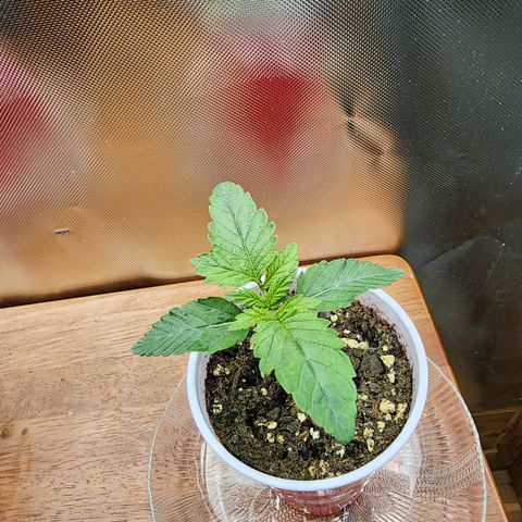 Princess Puff growlog photo: Weekly update