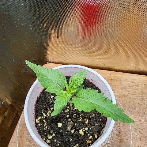 Spliffy Kong growlog photo: Weekly update