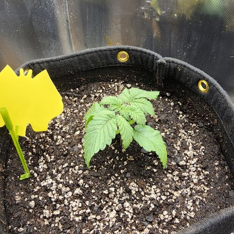 Spliffy Kong growlog photo: Transplanted into 3 gallon fabric pot. Added yellow sticky for preventive measures against fungus gnats 