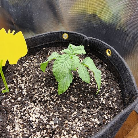 Princess Puff growlog photo: Transplanted into 3 gallon fabric pot. Added yellow sticky for preventive measures against fungus gnats 
