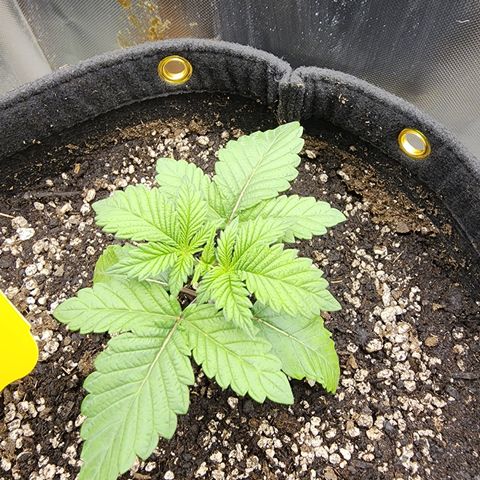 Spliffy Kong growlog photo: Day after transplant. Everything looking solid 