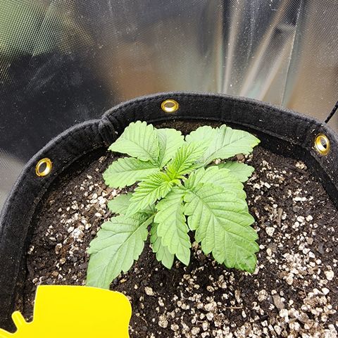 Princess Puff growlog photo: Day after transplant. Everything looking solid