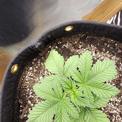 Spliffy Kong growlog photo: Weekly photo update