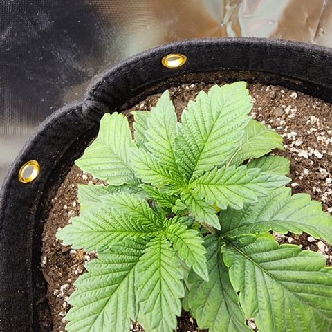 Princess Puff growlog photo: Weekly photo update