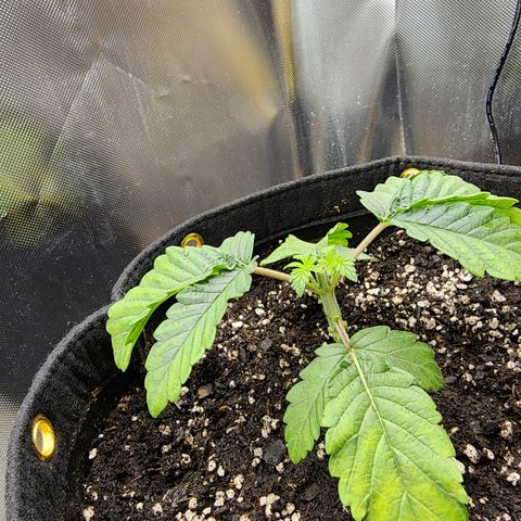 Princess Puff growlog photo: After topping 