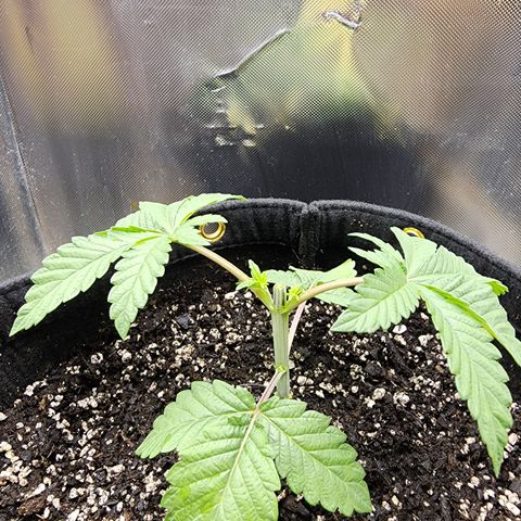Spliffy Kong growlog photo: After topping 