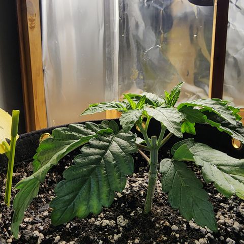 Princess Puff growlog photo: Weekly update photo