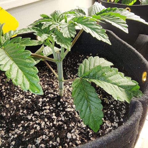 Spliffy Kong growlog photo: Weekly photo 