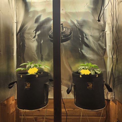 Spliffy Kong growlog photo: Monthly Log