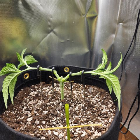 Princess Puff growlog timeline photo