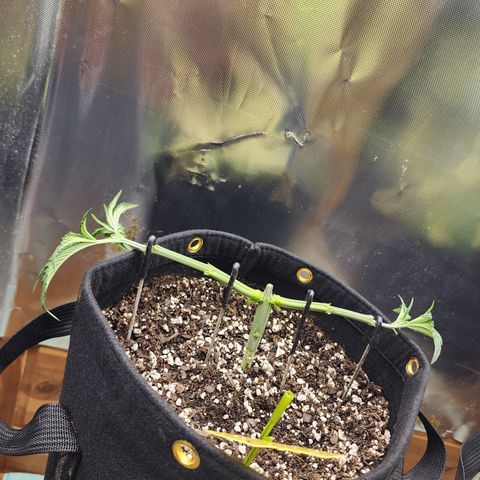 Spliffy Kong growlog timeline photo