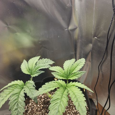 Princess Puff growlog photo: Weekly photo