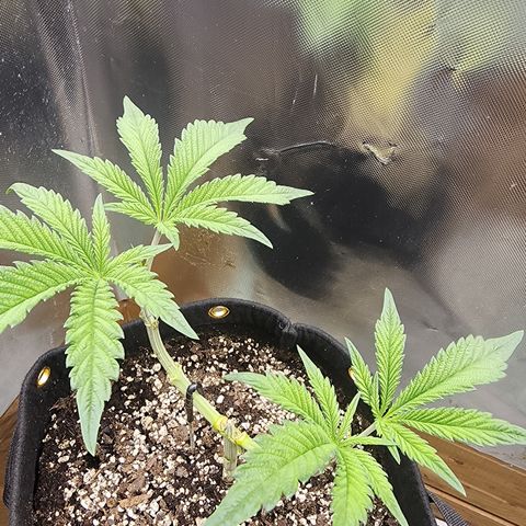Spliffy Kong growlog photo: Weekly photo