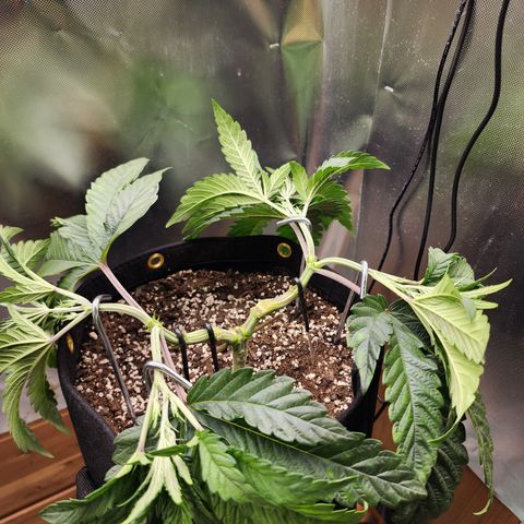 Princess Puff growlog timeline photo