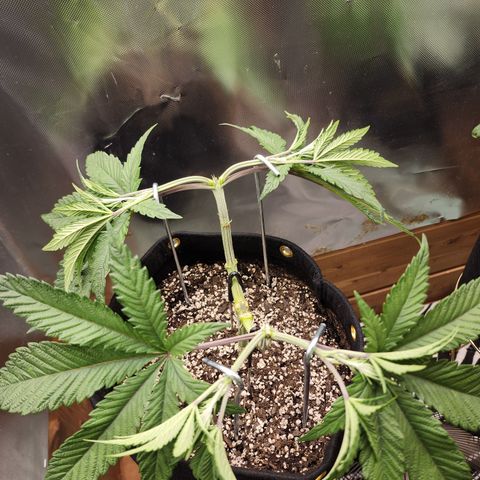 Spliffy Kong growlog timeline photo