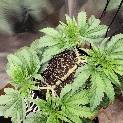 Princess Puff growlog photo: Weekly photo