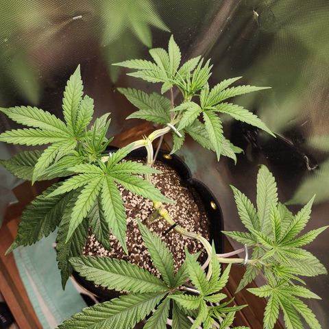 Spliffy Kong growlog photo: Weekly photo