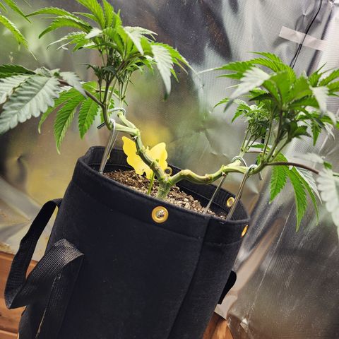Princess Puff growlog photo: Weekly photo