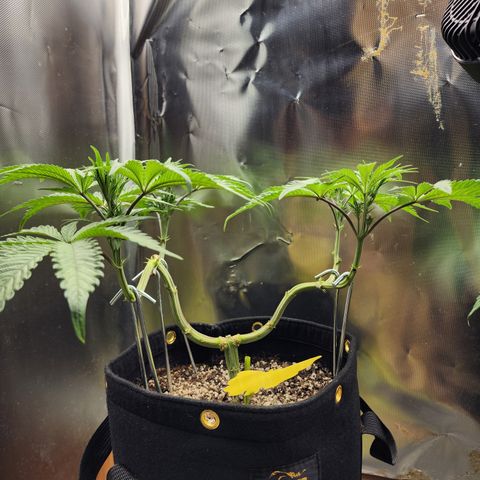 Spliffy Kong growlog photo: Weekly photo