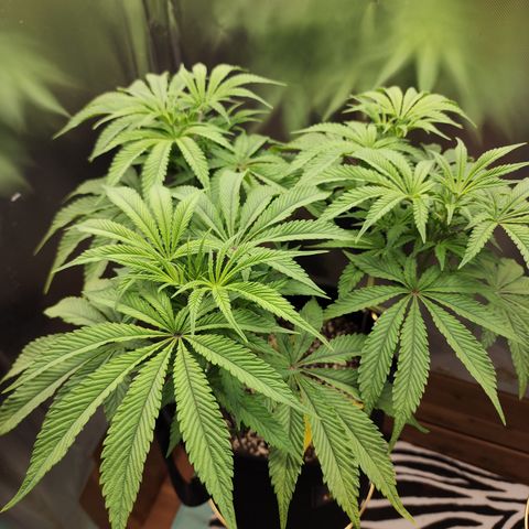 Spliffy Kong growlog photo: Weekly photo 