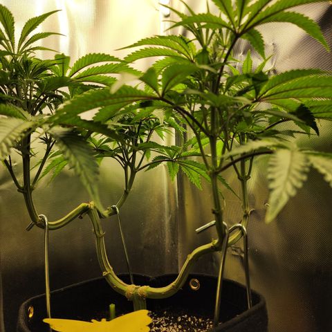Spliffy Kong growlog photo: Weekly photo 