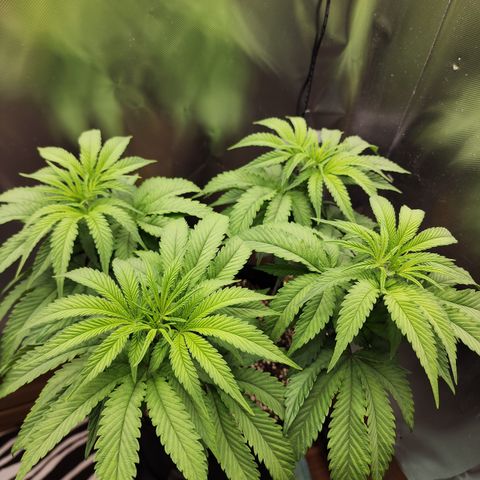 Princess Puff growlog photo: Weekly photo 
