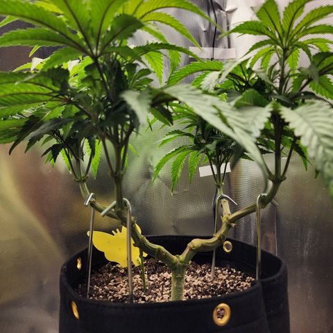 Princess Puff growlog photo: Weekly photo 
