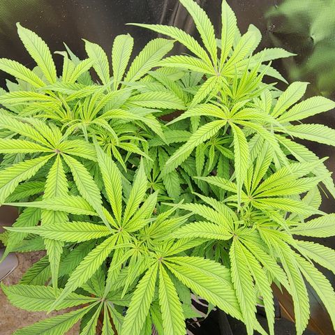 Spliffy Kong growlog timeline photo