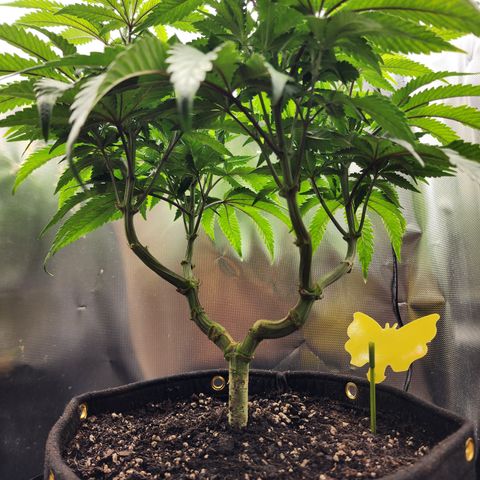 Princess Puff growlog timeline photo