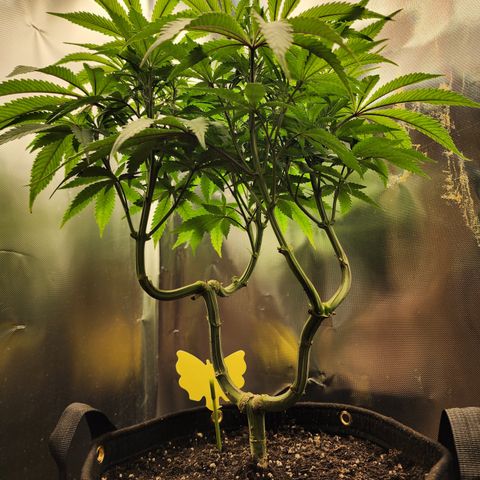 Spliffy Kong growlog timeline photo