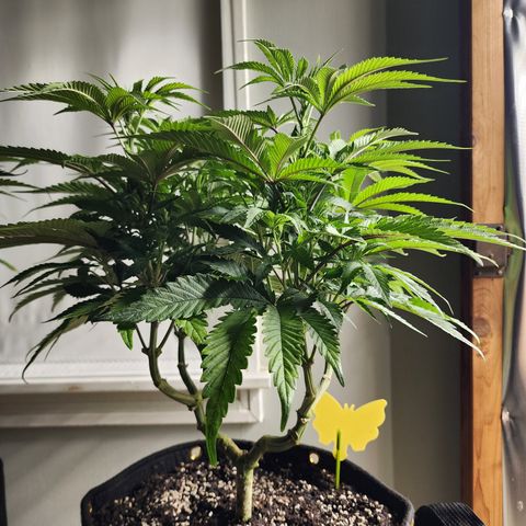 Princess Puff growlog photo: Weekly photo update