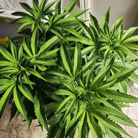 Princess Puff growlog photo: Weekly photo update 