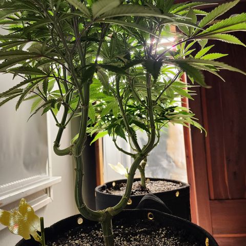 Spliffy Kong growlog photo: Weekly photo update 