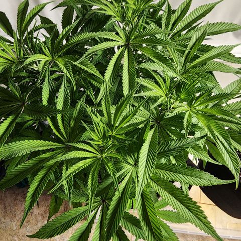 Spliffy Kong growlog photo: Weekly photo update 