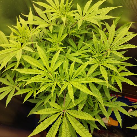 Spliffy Kong growlog photo: Weekly photo 