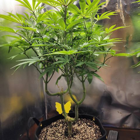 Spliffy Kong growlog photo: Weekly photo 