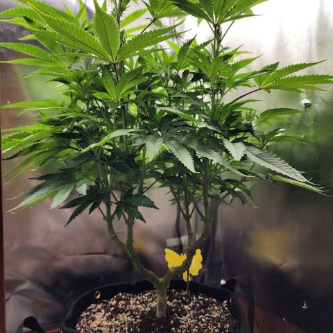 Princess Puff growlog photo: Weekly photo 
