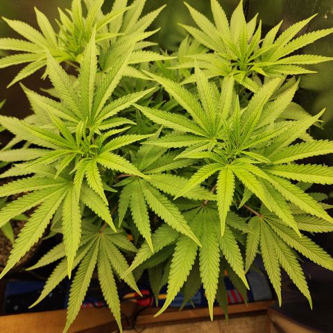 Princess Puff growlog photo: Weekly photo 