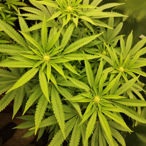 Princess Puff growlog photo: Weekly photo 