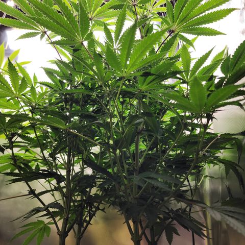 Princess Puff growlog photo: Weekly photo 