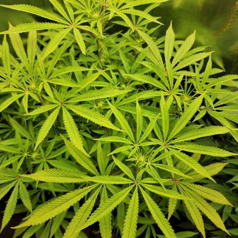 Spliffy Kong growlog timeline photo