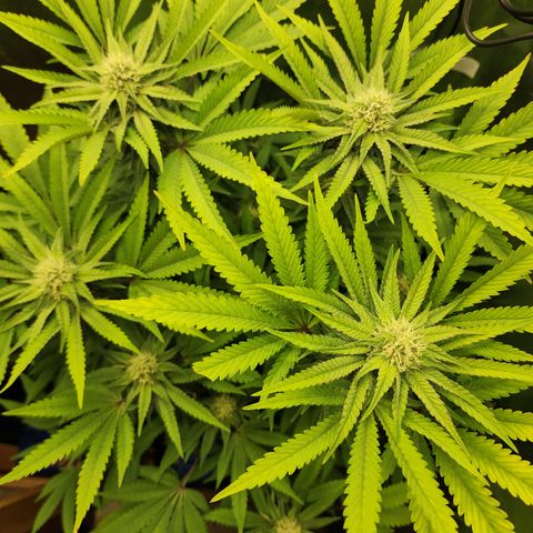 Princess Puff growlog photo: Weekly update photo 