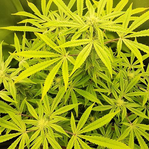 Spliffy Kong growlog photo: Weekly update photo 