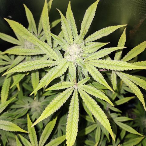 Spliffy Kong growlog photo: Weekly update photo