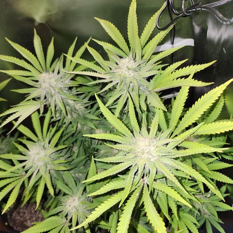 Princess Puff growlog photo: Weekly update photo