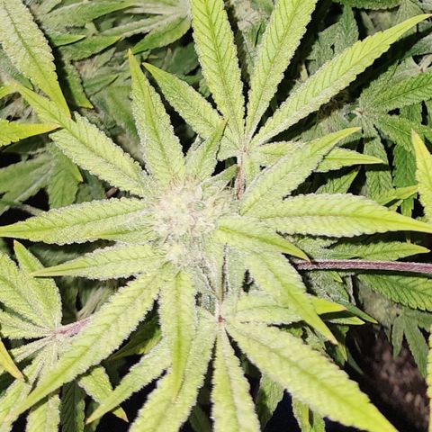 Spliffy Kong growlog timeline photo