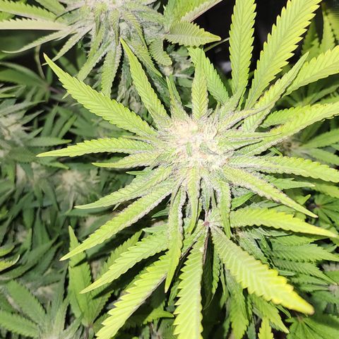 Princess Puff growlog timeline photo