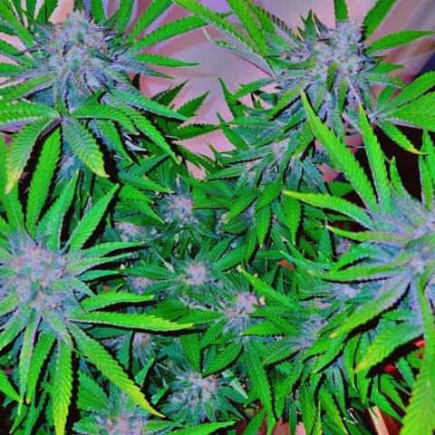 Princess Puff growlog photo: Weekly update photo 