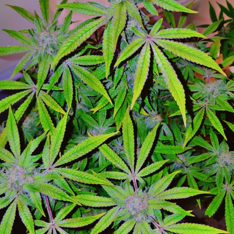 Spliffy Kong growlog photo: Weekly update photo 